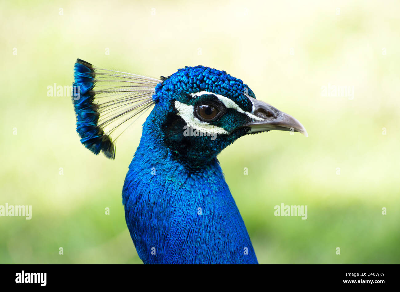 Peacock dancing hi-res stock photography and images - Alamy