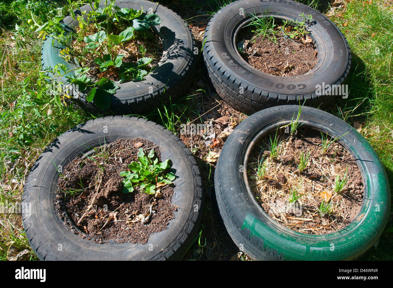 Car tyres recycled as garden beds at a college campus in Tasmania Stock Photo