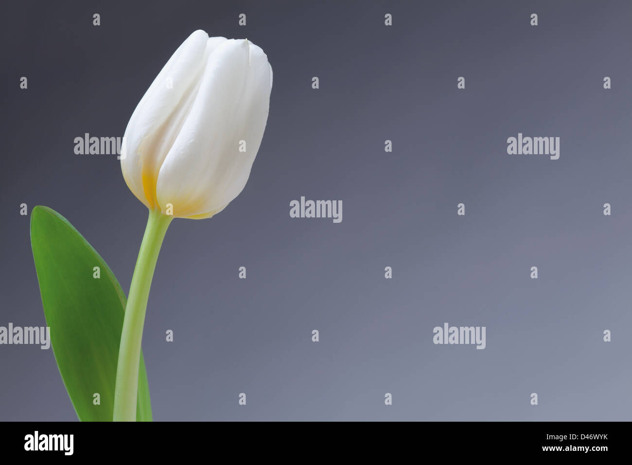 single white tulip on left side of blue background with or one flower over blank backdrop Stock Photo