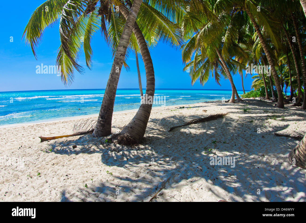 Beautiful beach with palm trees Stock Photo