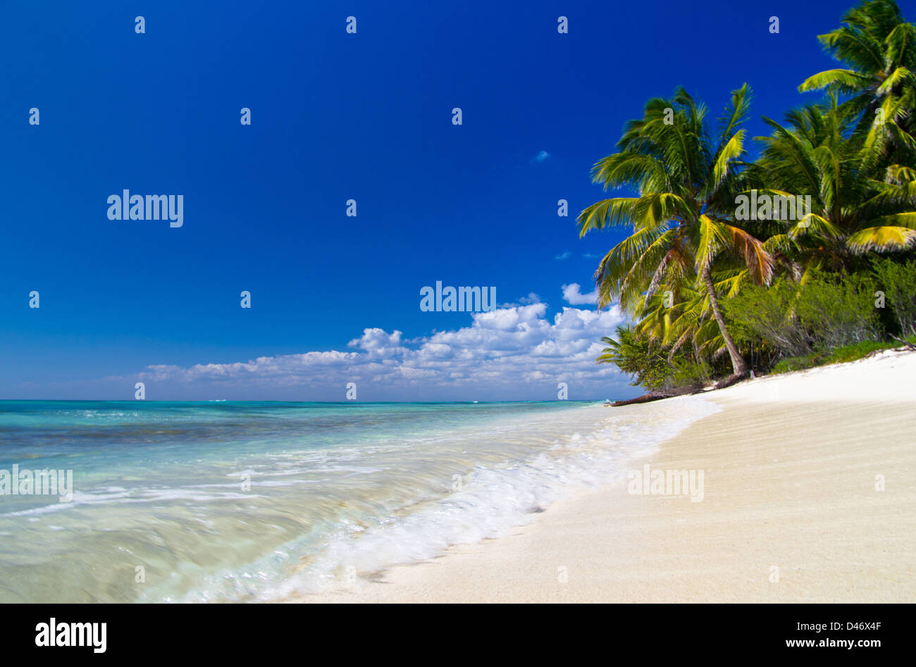Tropical beach with sea wave on the sand and palm trees Stock Photo - Alamy