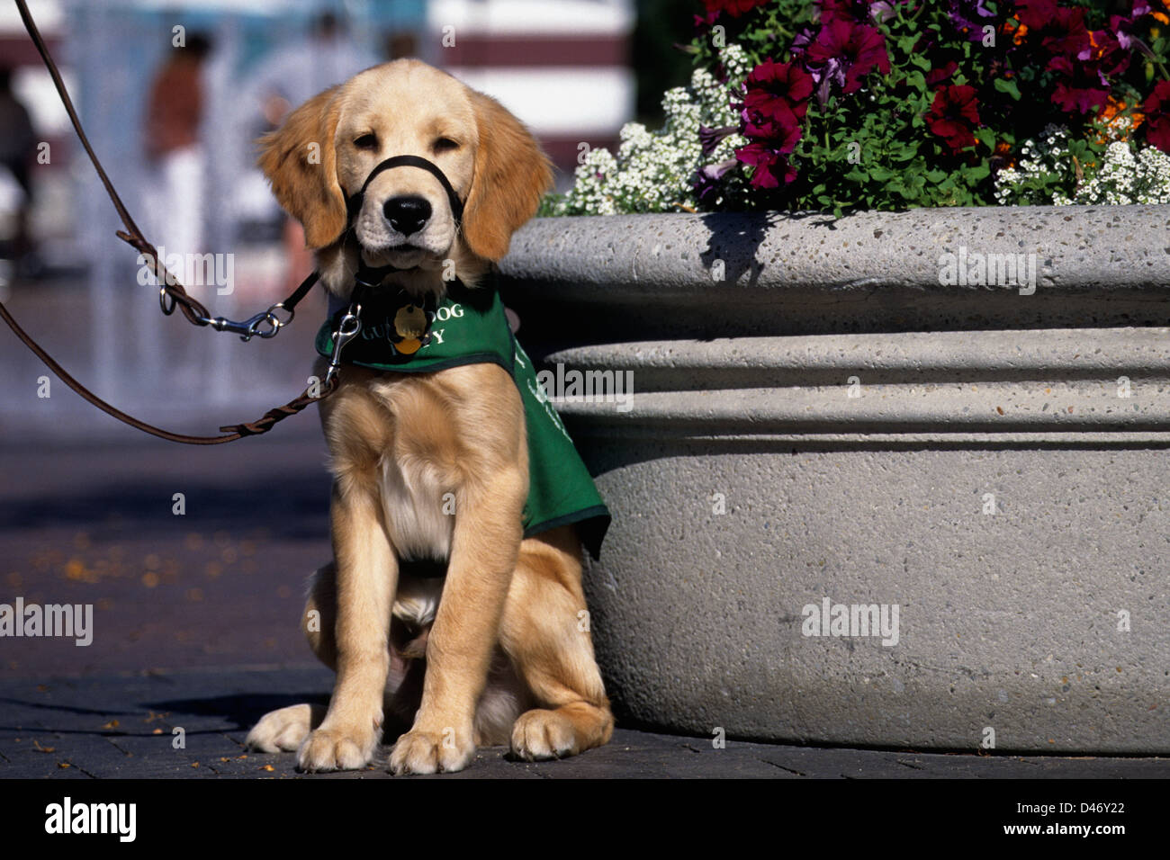 Guide Dog Puppy In Training Golden Retriever Yellow Lab Mix Stock Photo Alamy