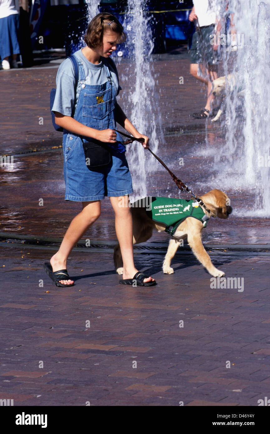 Guide dog puppy in training (golden retriever/yellow Lab mix) Stock Photo