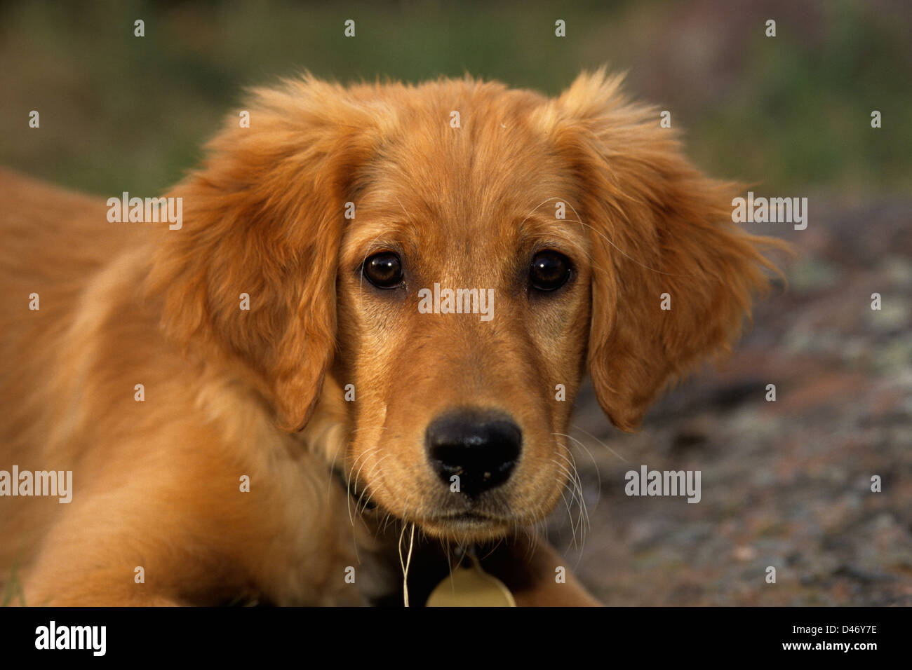 Golden Retriever Puppy About 3 Months Old Stock Photo Alamy