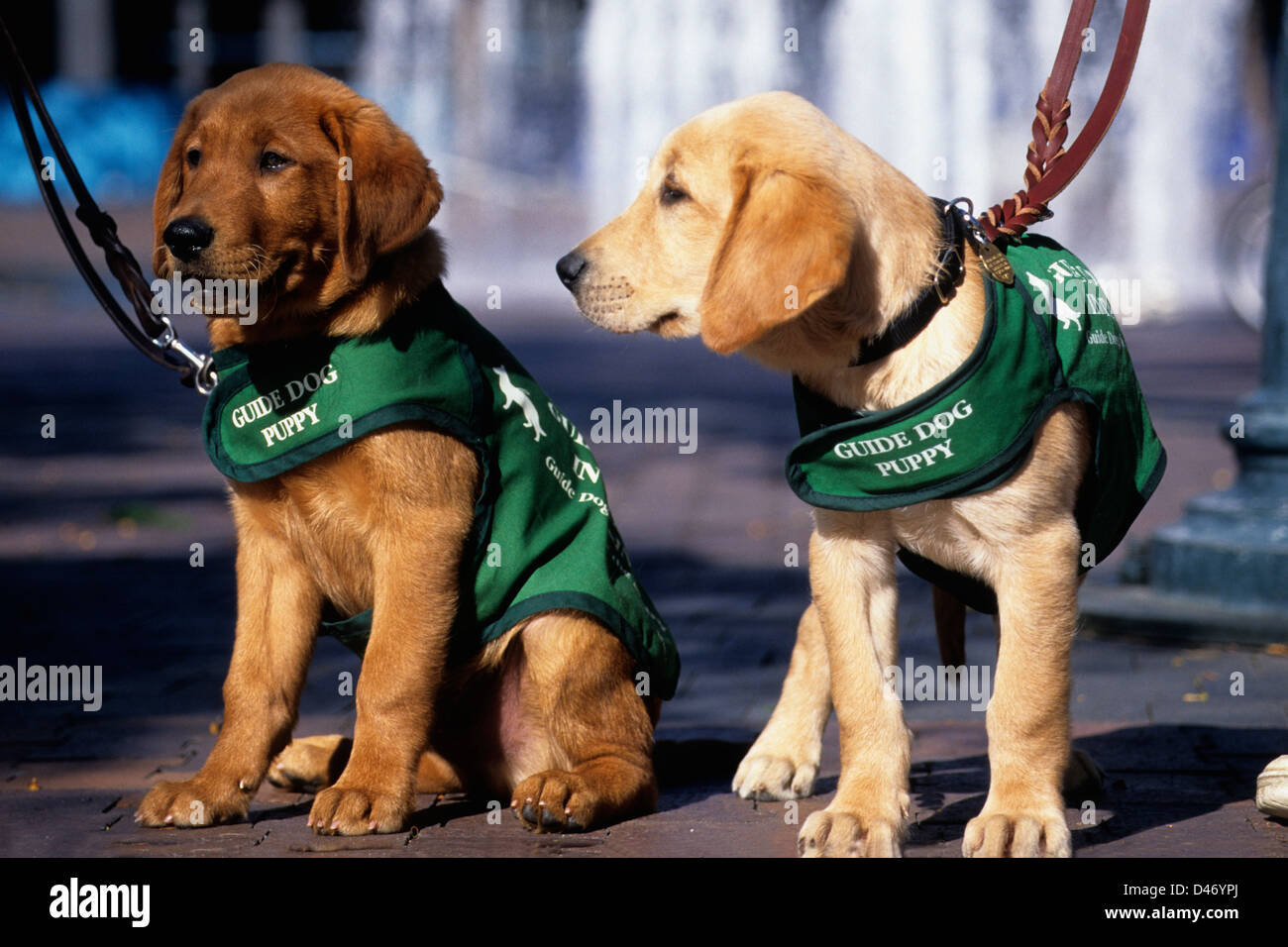 Guide dog puppies in training (golden retriever/yellow Lab mix) Stock Photo