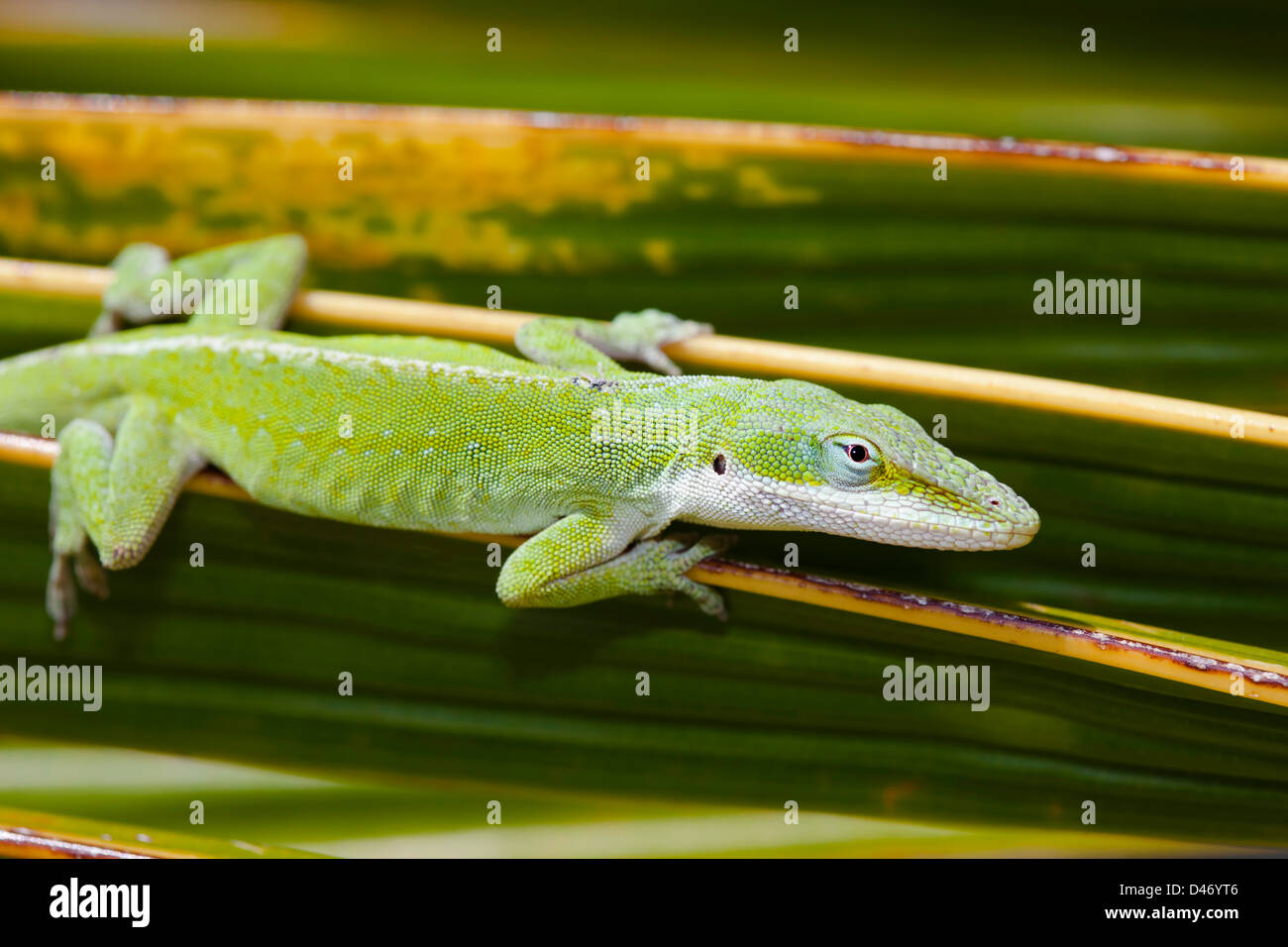 The green anole lizard, Anolis carolinensis porcatus, is a native of Cuba and was released on Oahu in 1950, Hawaii. Stock Photo