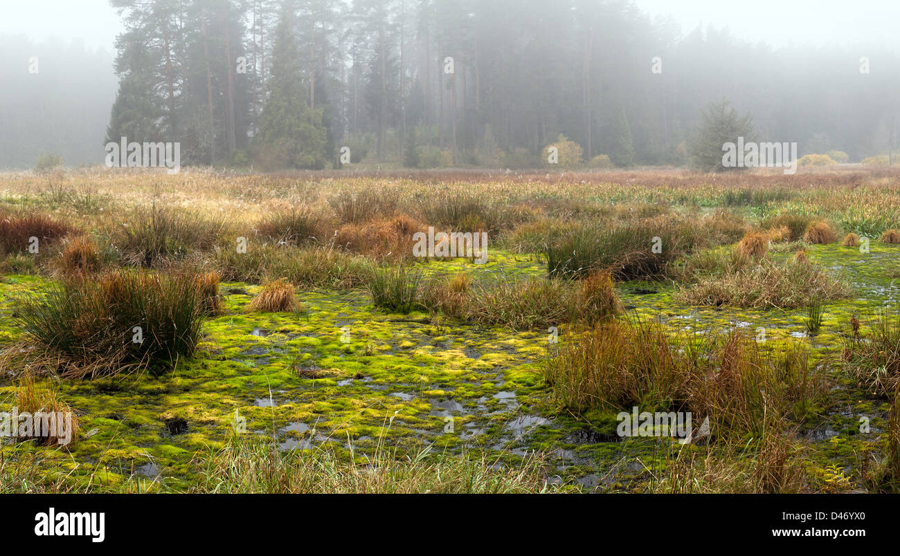 Early mornings fog and mist above the forest marshes, late summer time, mushroom picking travel. Stock Photo