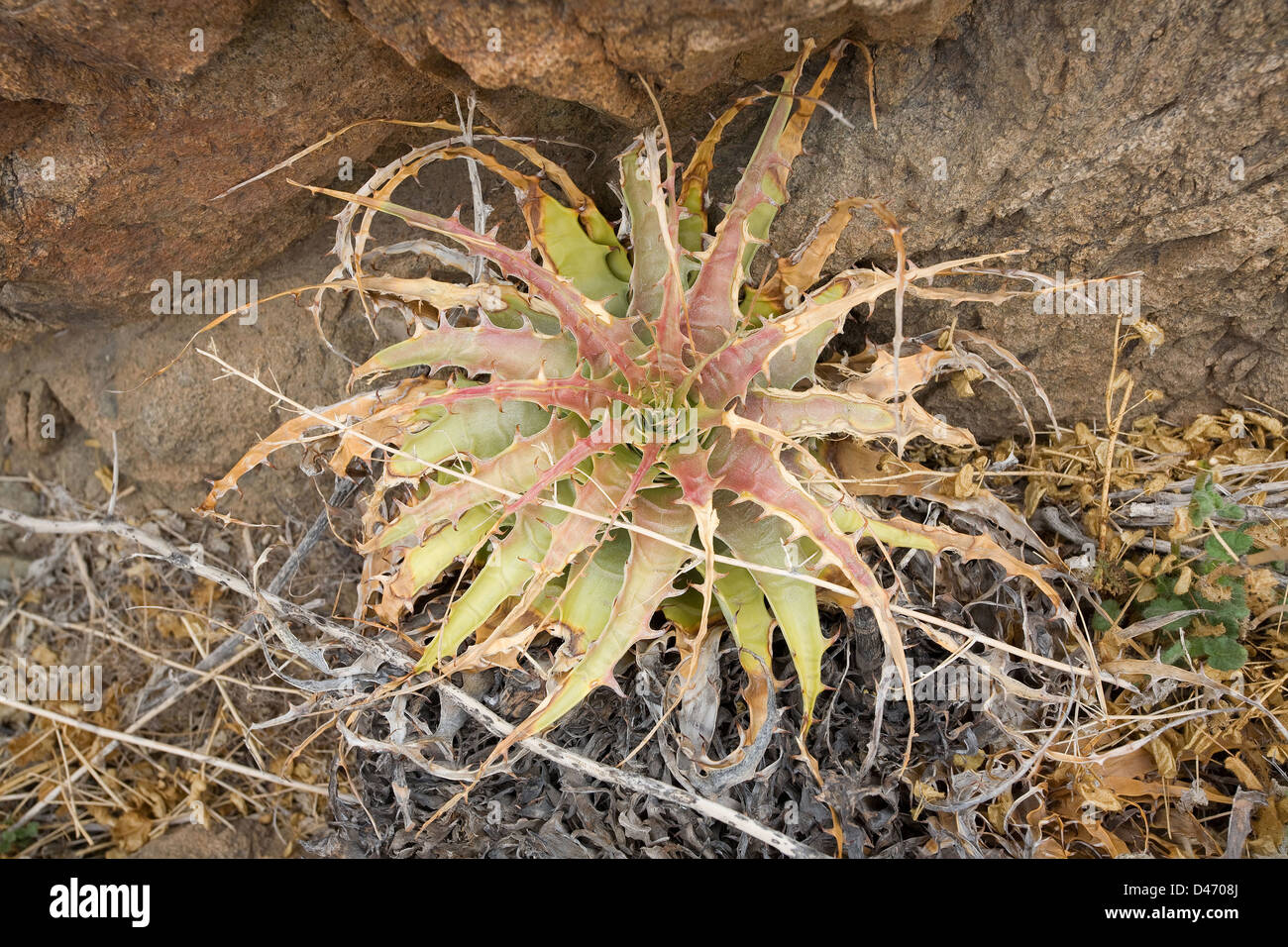Deuterocohnia, a xerophytic plant from the Andes Stock Photo