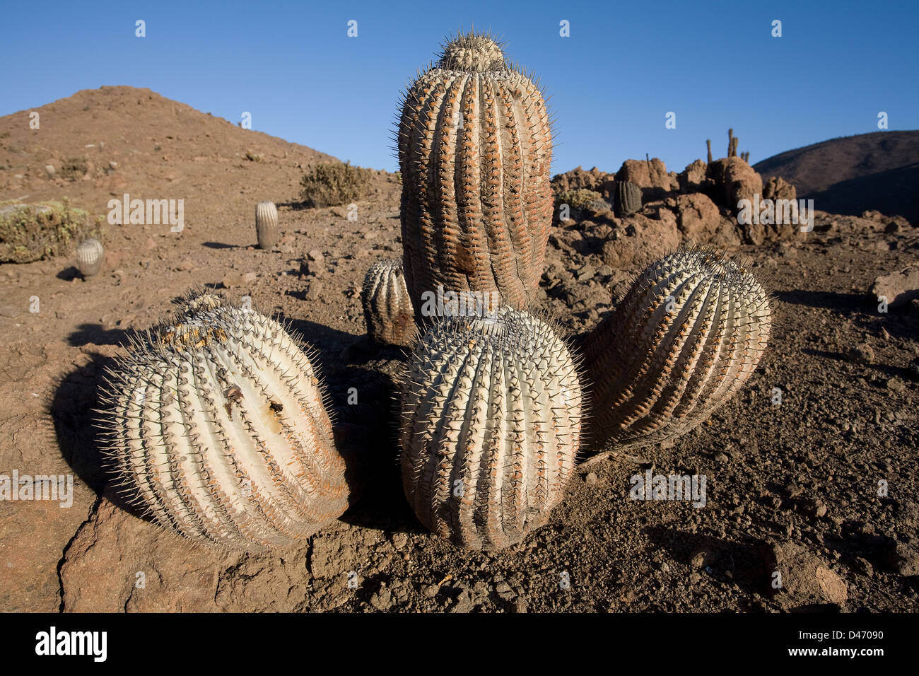 Cactus (Copiapoa cinerea). Taltal, Chile Stock Photo