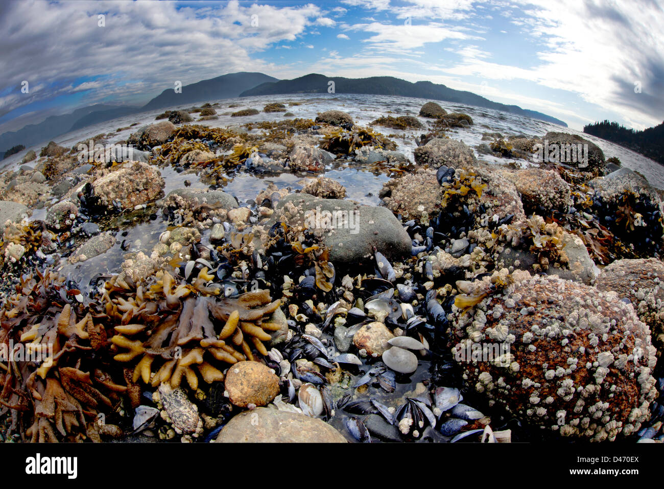 Kelp, mussels and barnacles are visible at low tide in Howe Sound, British Columbia, Canada. Stock Photo
