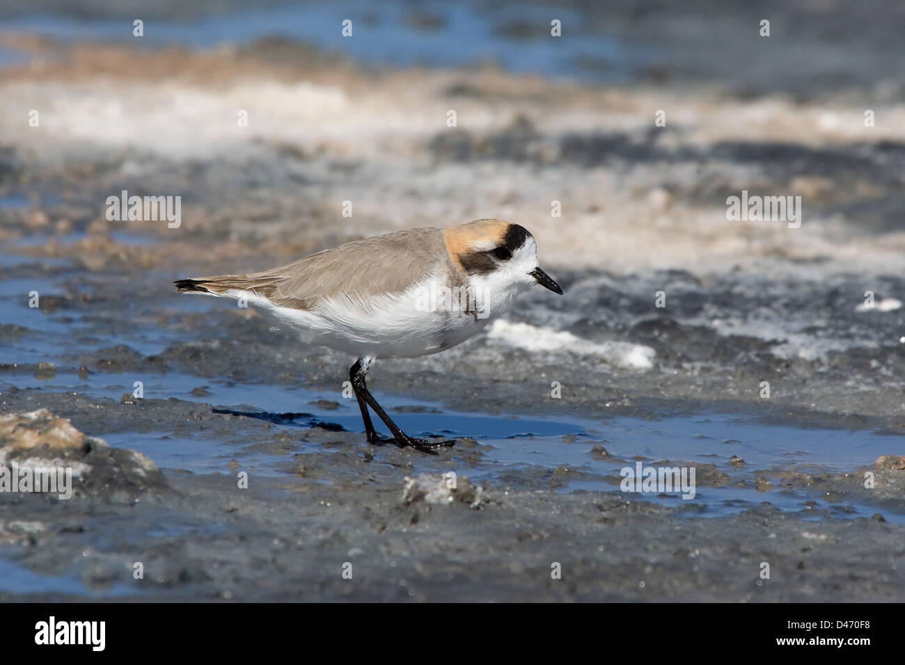 Puna Clover (Charadrius alticola) standing in shallow water. San Pedro de Atacama, Chile Stock Photo