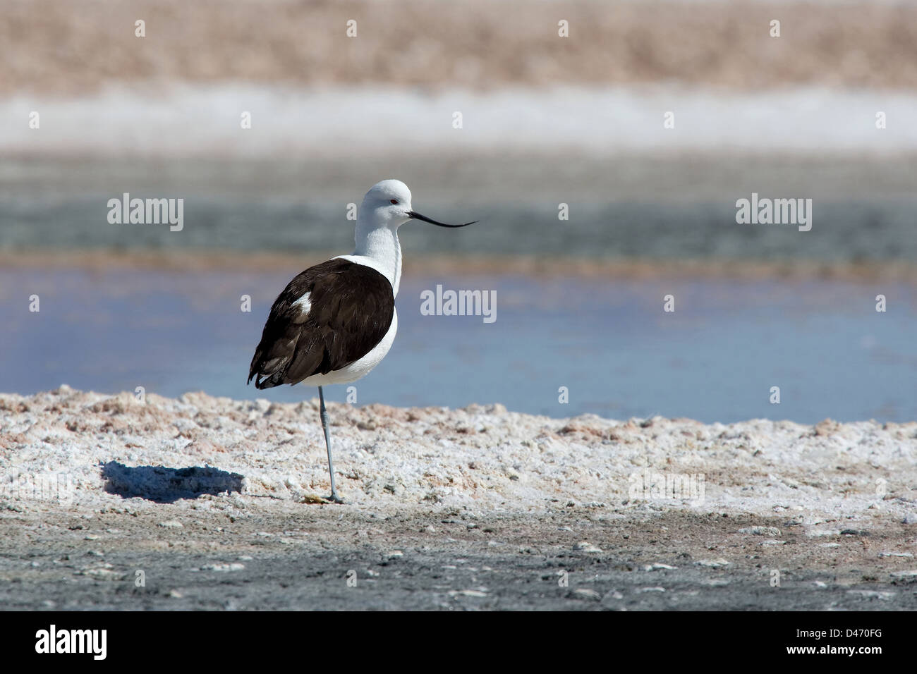 Andean Avocet (Recurvirostra andina) standing on one leg. San Pedro de ...
