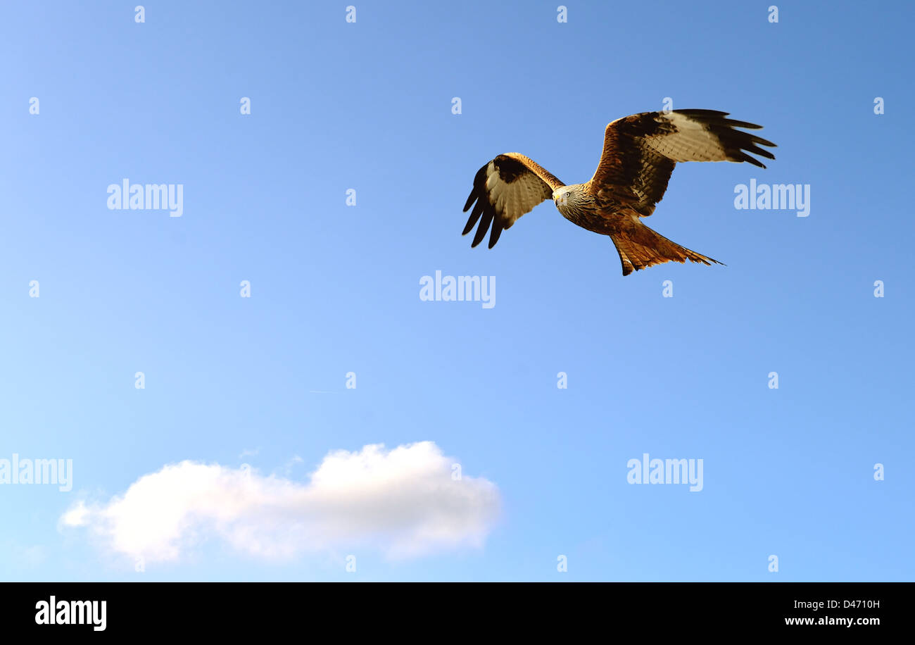 A Red Kite in flight on the blue sky. Stock Photo