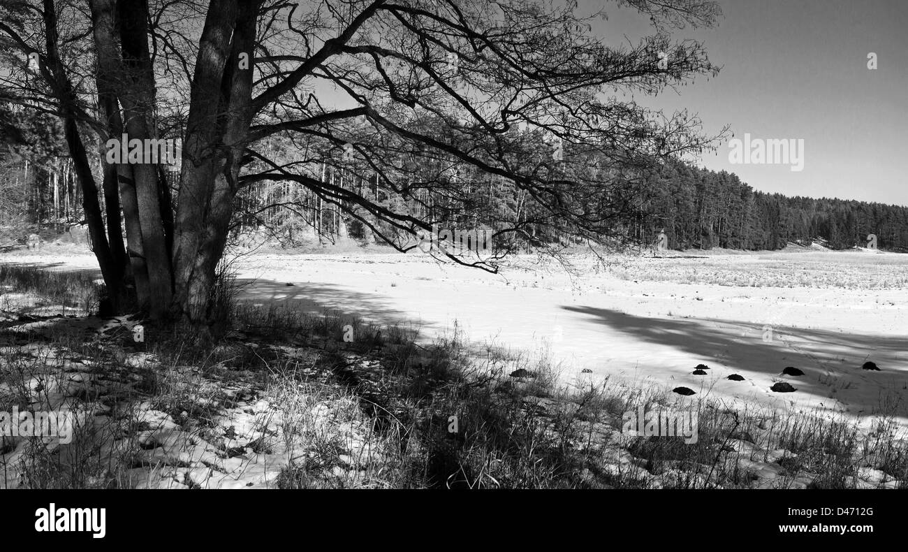 Black and white panorama of forest meadow covered by snow. Stock Photo
