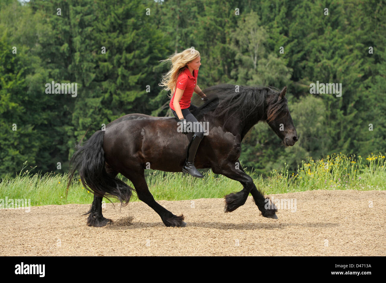 13 year old girl riding bareback on a galloping Friesian horse without