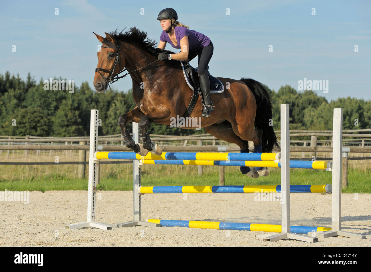 Rider on back of a Westphalian horse jumping over an oxer Stock Photo