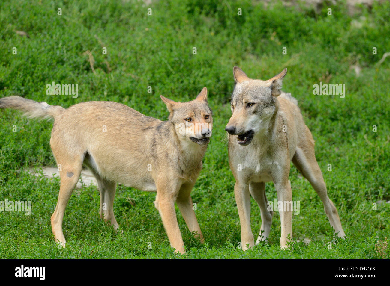 Eastern Wolf (Canis lupus lycaon). Two adults interacting Stock Photo