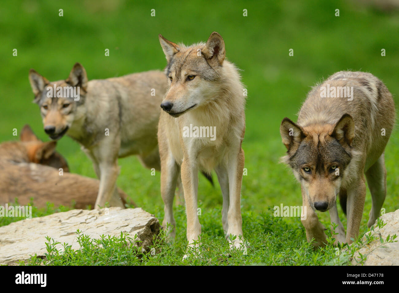 Eastern Wolf (Canis lupus lycaon). Three adult Stock Photo