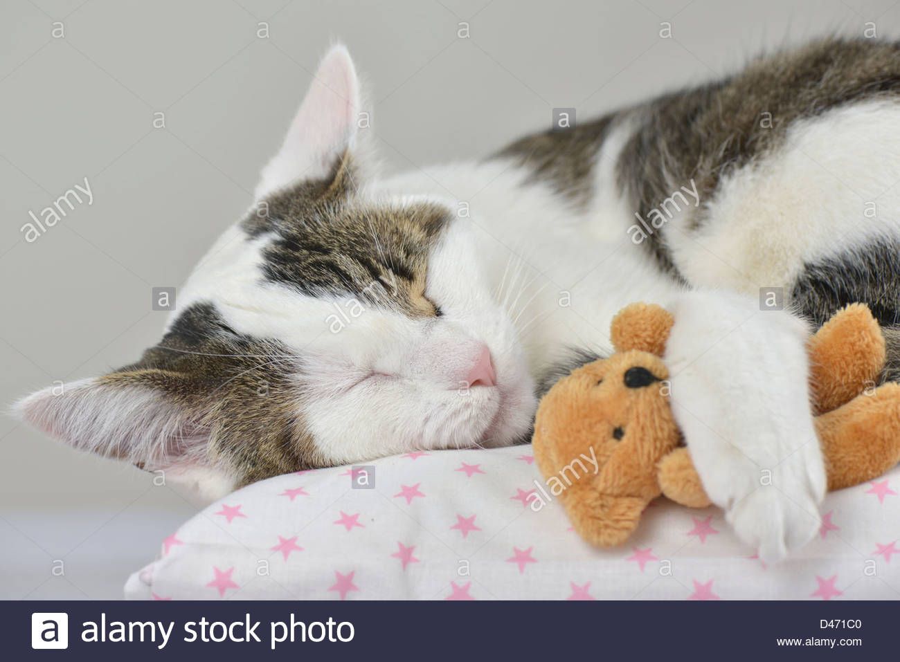 cat with teddy bear