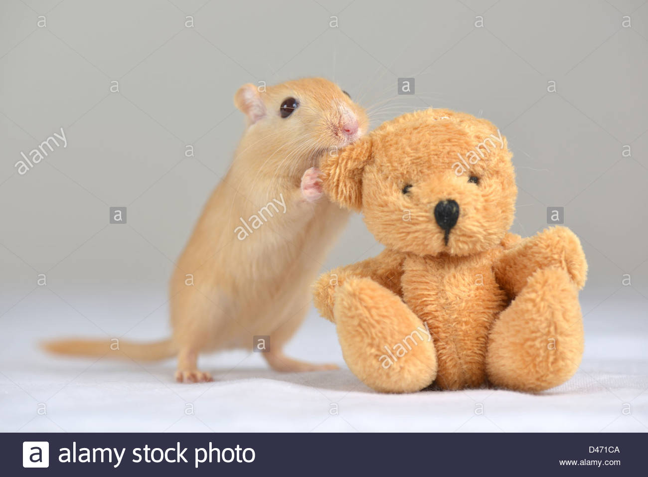 teddy bear gerbil
