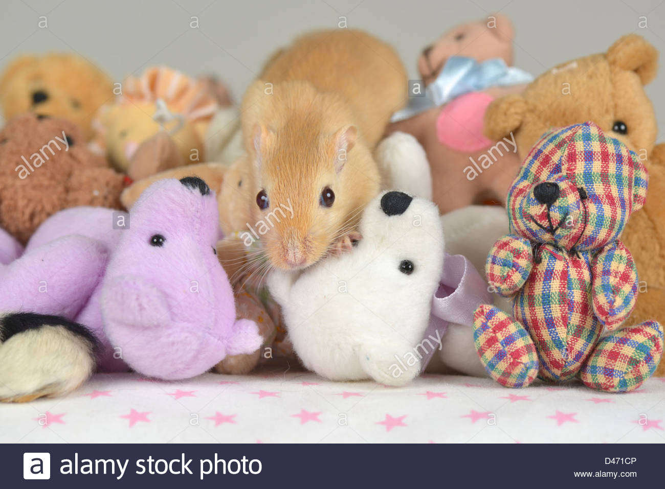 teddy bear gerbil