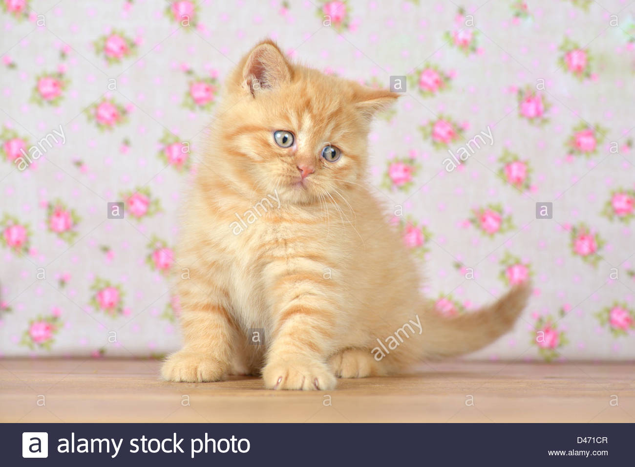 Domestic Cat Mixed Breed Cat British Shorthair And Persian Stock