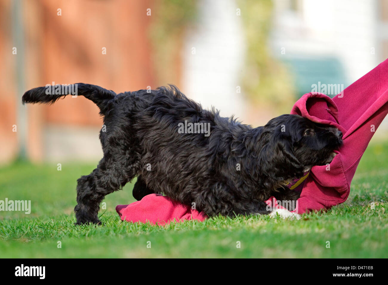 Portuguese Water Dog. Puppy pulling at a blanket Stock Photo