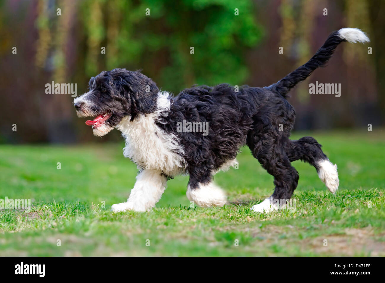 Portuguese Water Dog. Puppy walking on a lawn Stock Photo