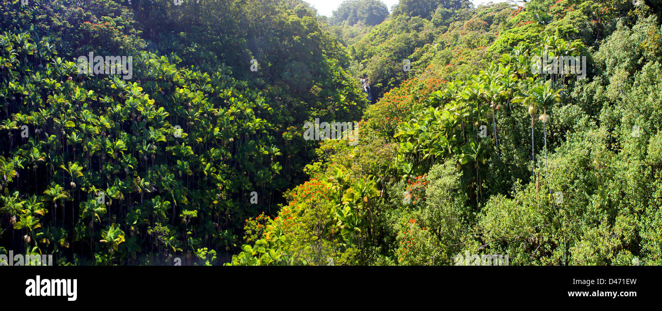 Lush tropical rainforest and Nanue Falls on the Hamakua Coast of the