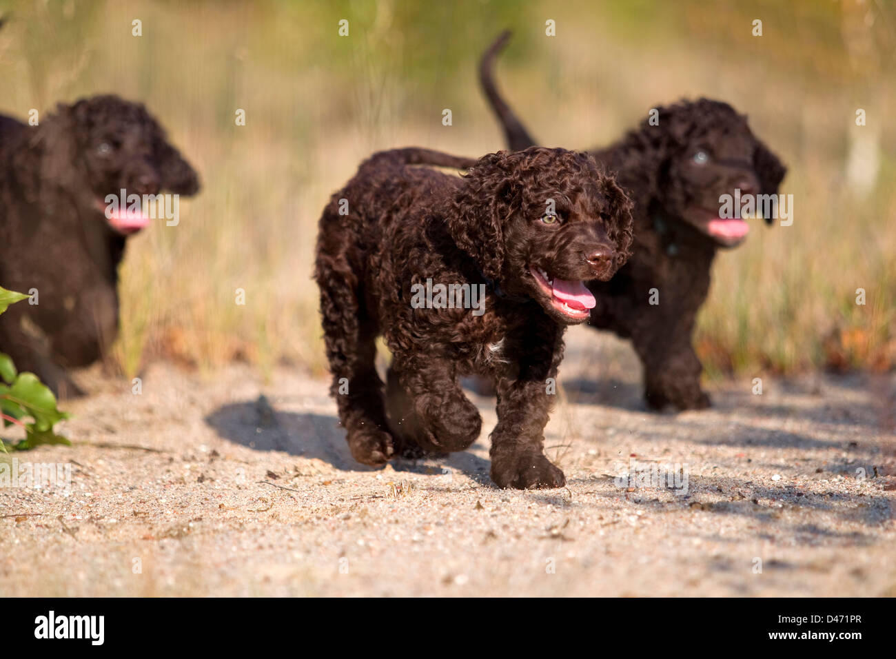 Irish Water Spaniel Three Puppies Walking On Sand Stock Photo Alamy