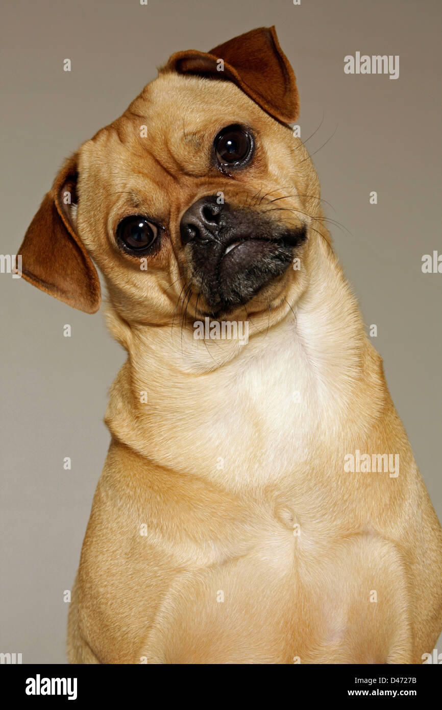 Puggle (Canis lupus familiaris), a crossbreed dog with a beagle and a pug parent, portrait. Studio picture against a gray backgr Stock Photo