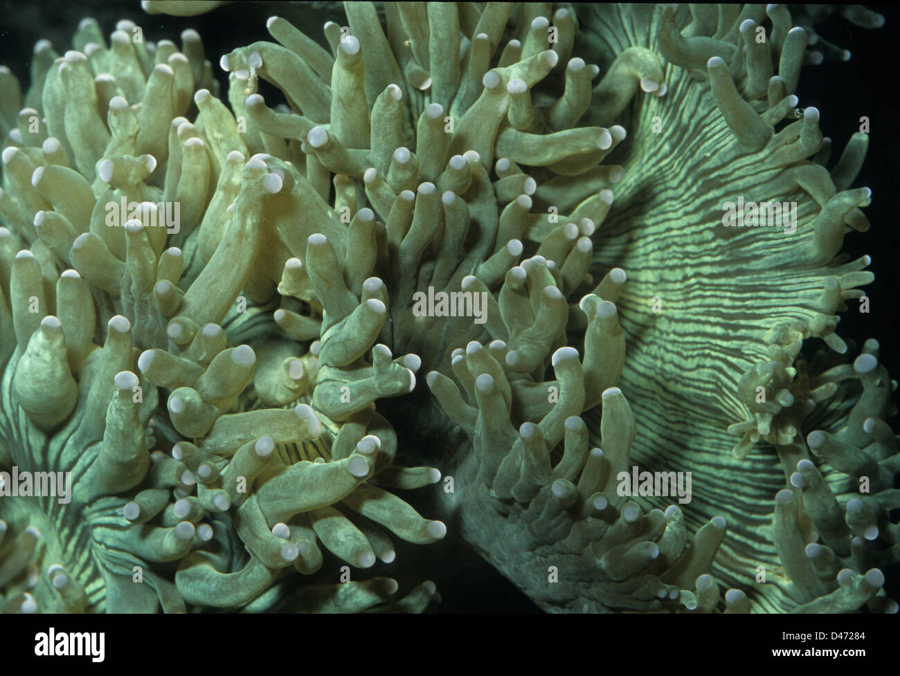 Elegance corals Catalaphyllia jardinei, Sclaractiniae, indo-pacific Ocean Stock Photo