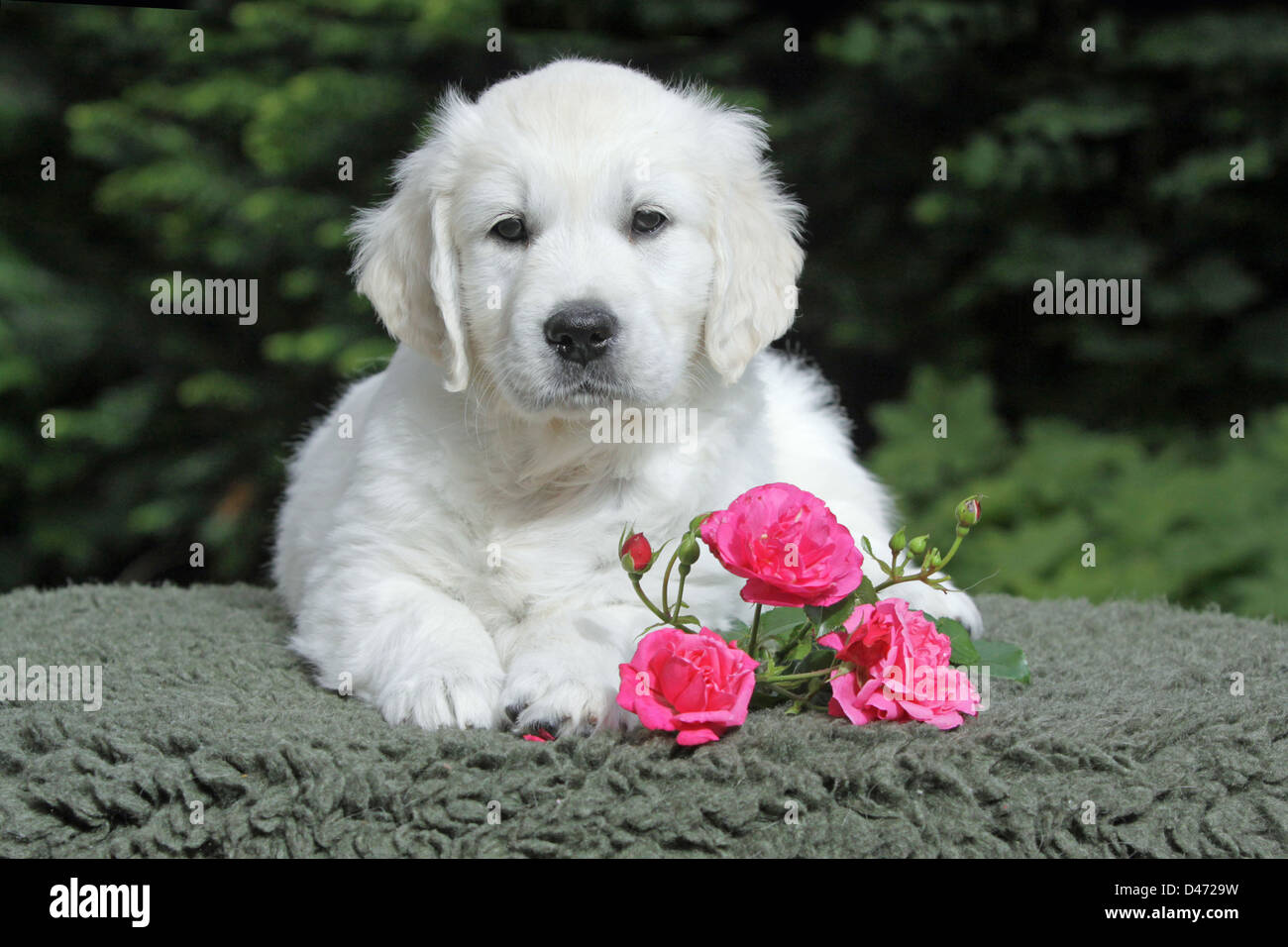 Golden Retriever. Puppy lying with rose flowers Stock Photo - Alamy