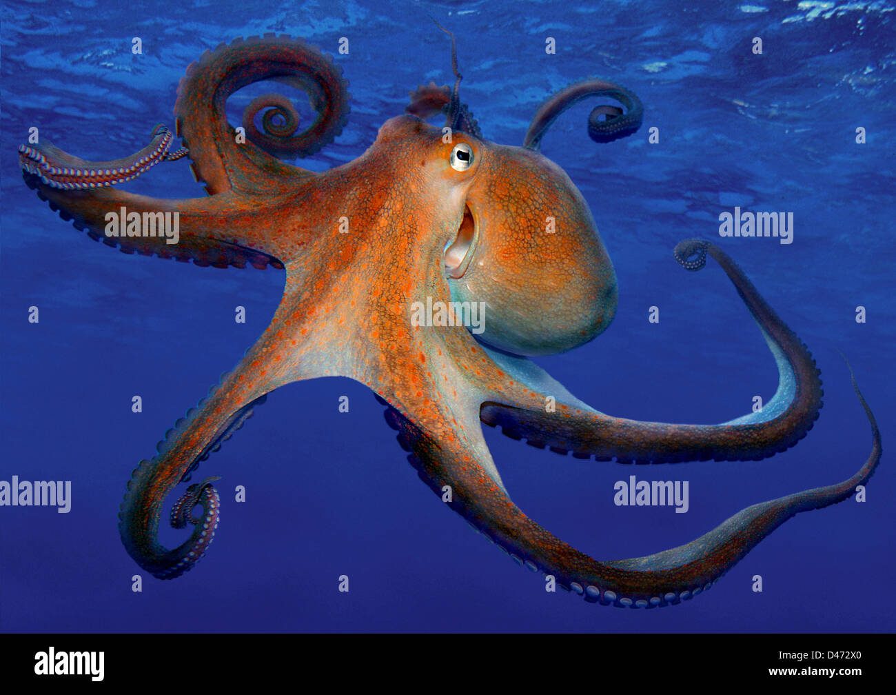 Common Octopus (Octopus vulgaris), swimming Stock Photo