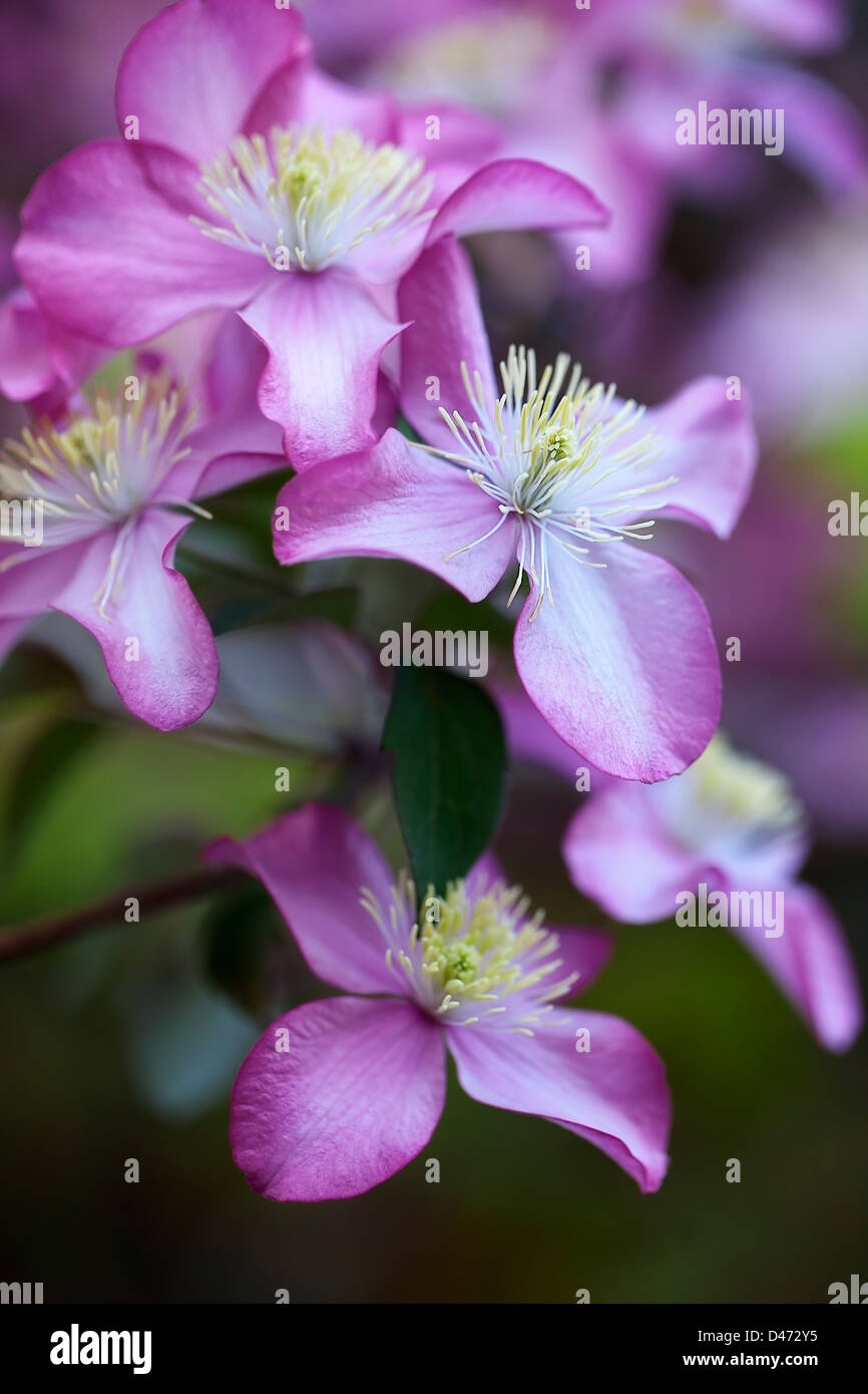 Clematis montana var. rubens 'Freda' (anemone clematis) Stock Photo