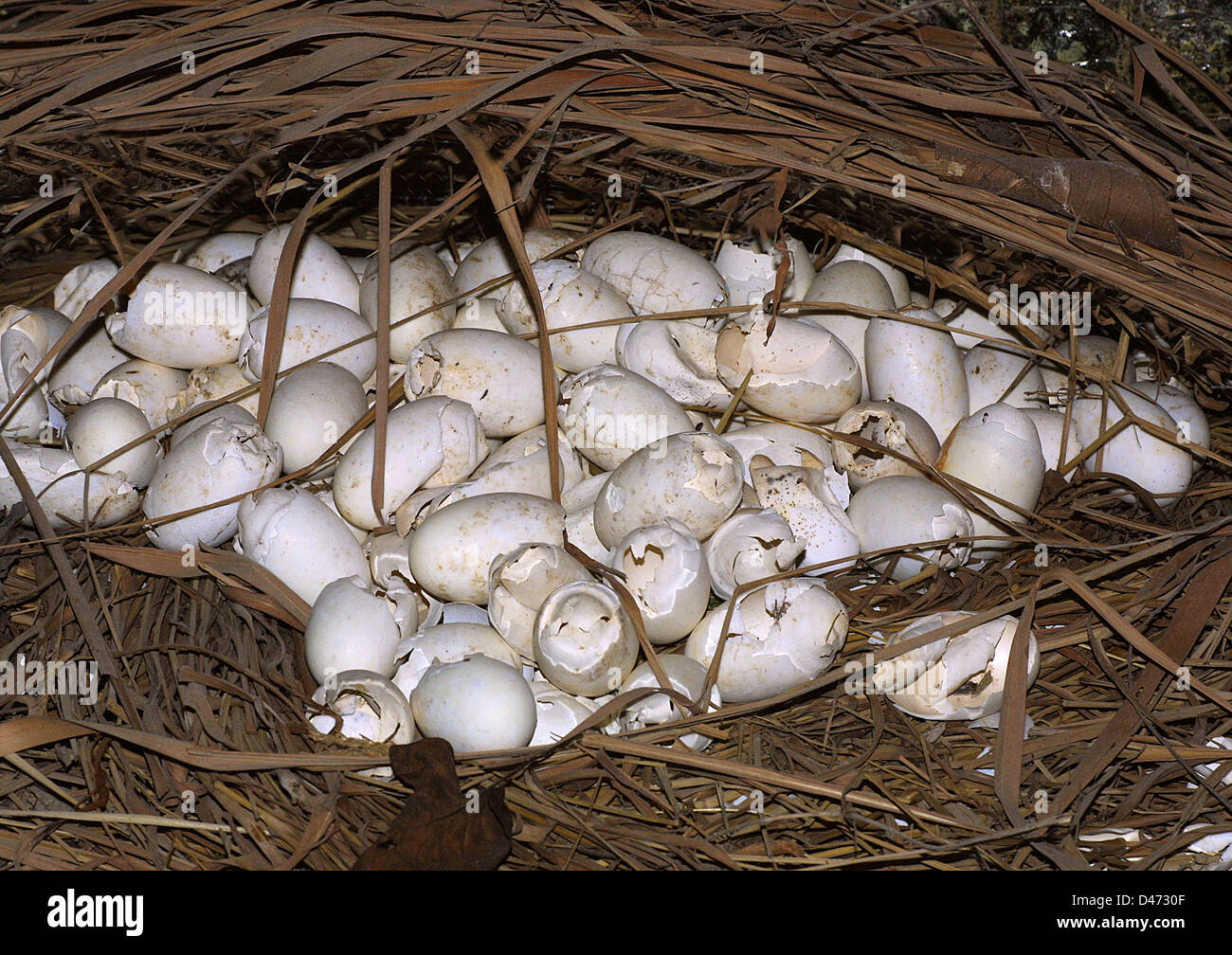 Siamese Crocodile (Crocodylus siamensis), clutch of eggs Stock Photo