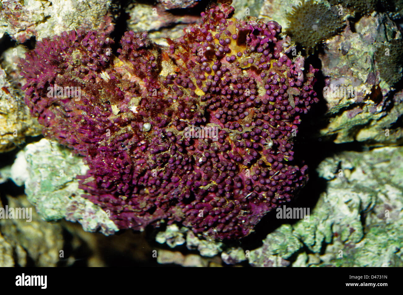 Frogspawn Coral, Clavularia viridis  Clavularividae Stock Photo