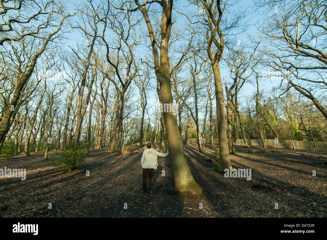 Man in a grey hoodie with his back to us resting against a tree enjoying a view of the tall trees in the woods Stock Photo