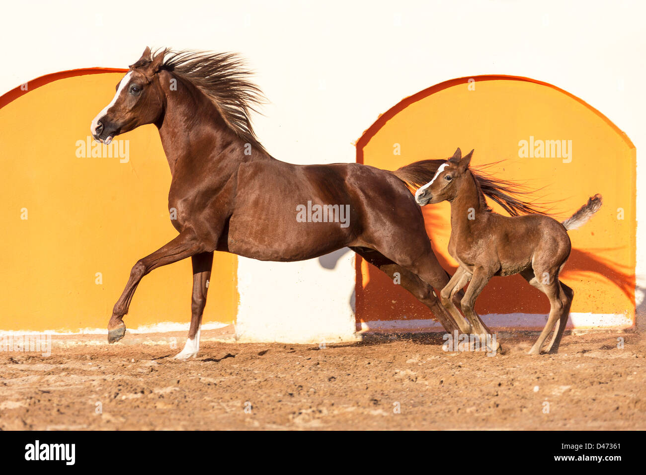 Purebred Arabian Horse. Chestnut mare with foal galloping in a paddock Stock Photo