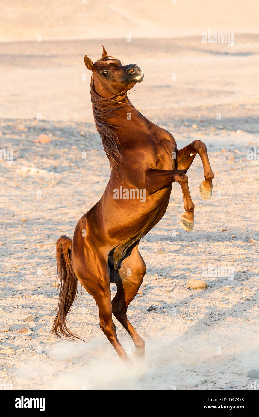 Purebred Arabian Horse. Chestnut stallion rearing in the desert Stock Photo