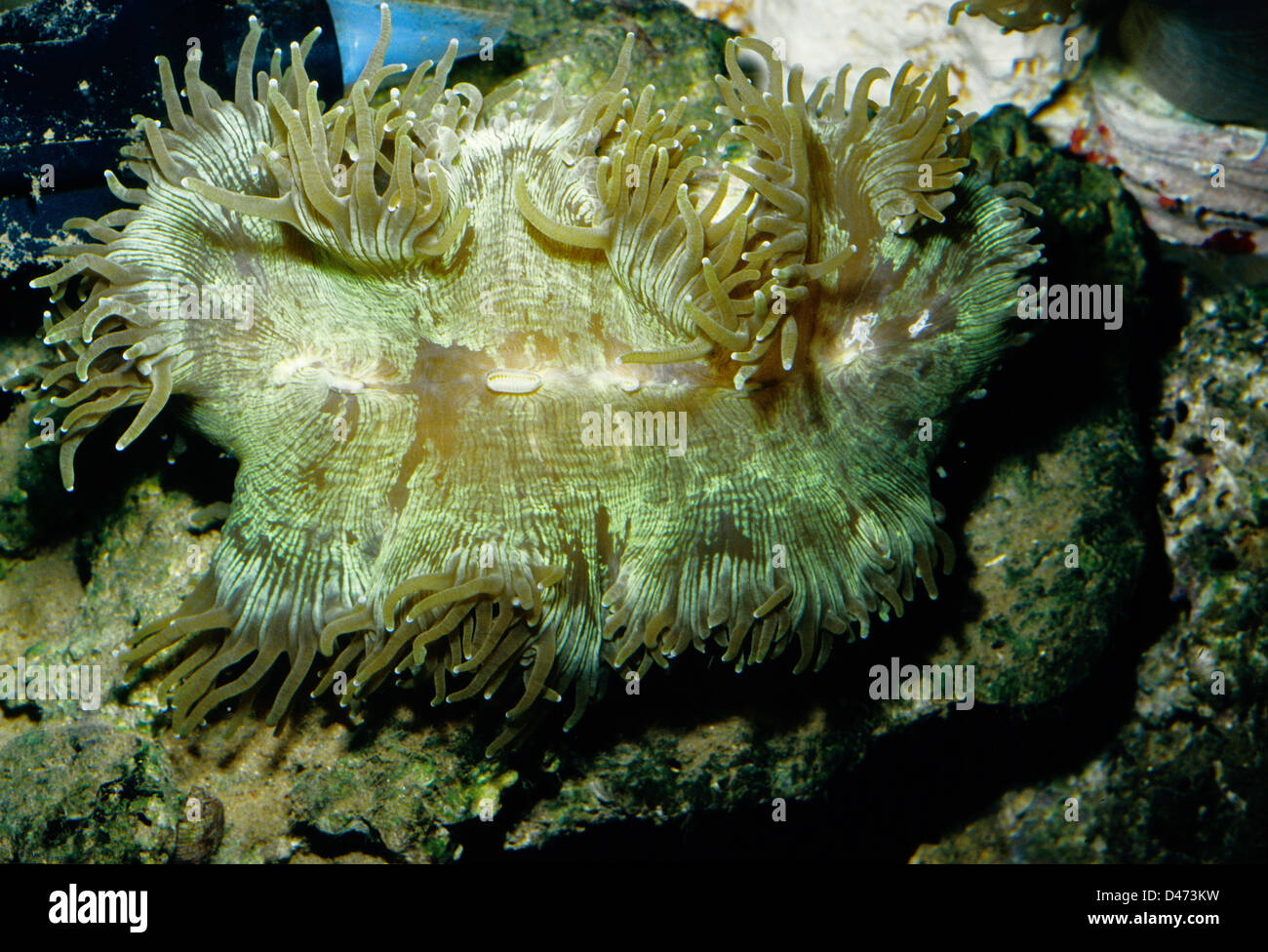 Elegance coral, Catalaphyllia jardinei, Indo-pacific ocean vertical Roberto Nistri reef hard corals aquarium aquaria Stock Photo