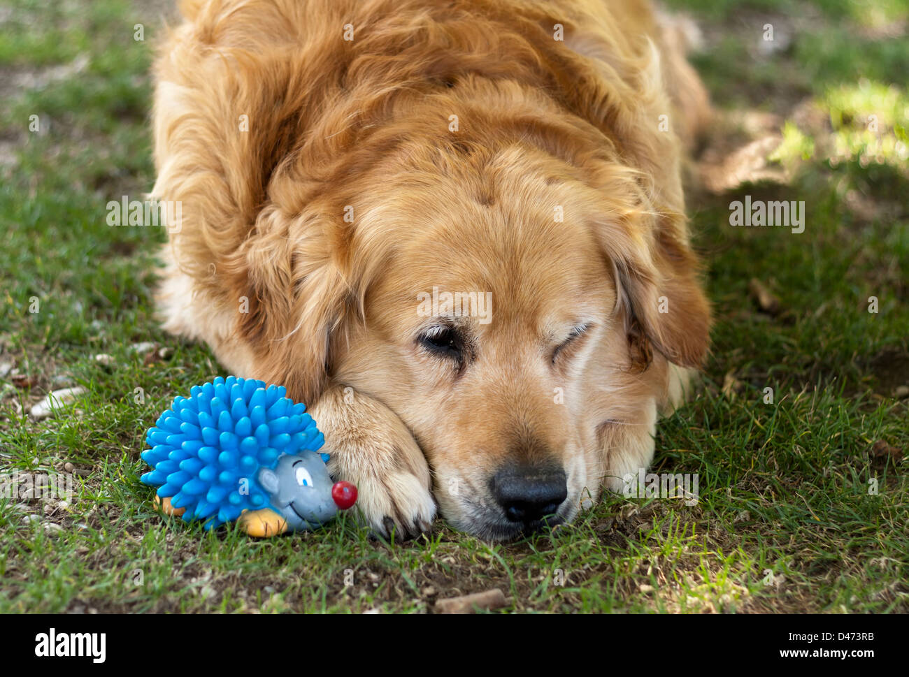 Sad golden retriever with his toy. Stock Photo