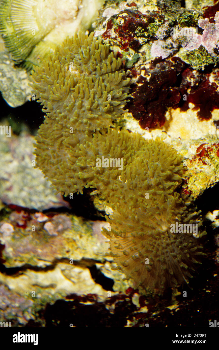 Discosoma sp., mushroom coral, Indo-pacific ocean Stock Photo