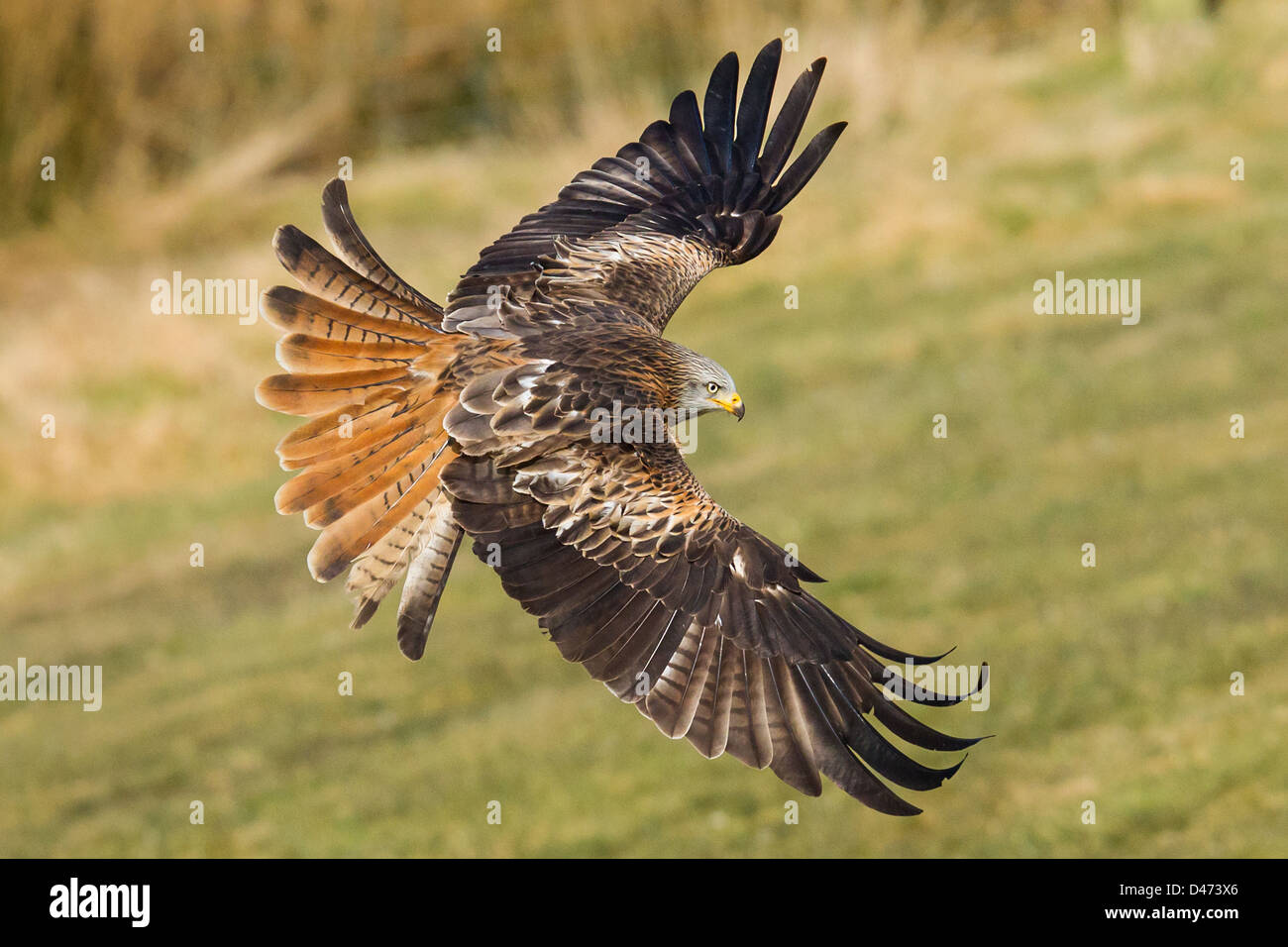 Red Kite (Milvus milvus) frozen in time, showing great detail of feathers extended and plumage colouring, Wales. Stock Photo