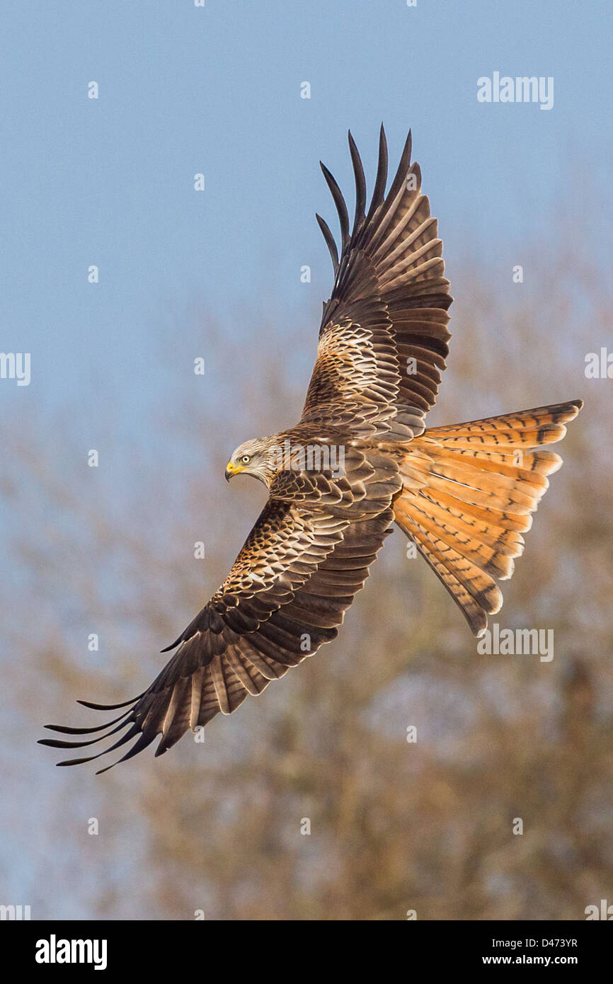 Red Kite, Milvus milvus, soars over the countryside in Wales showing off plumage colours Stock Photo