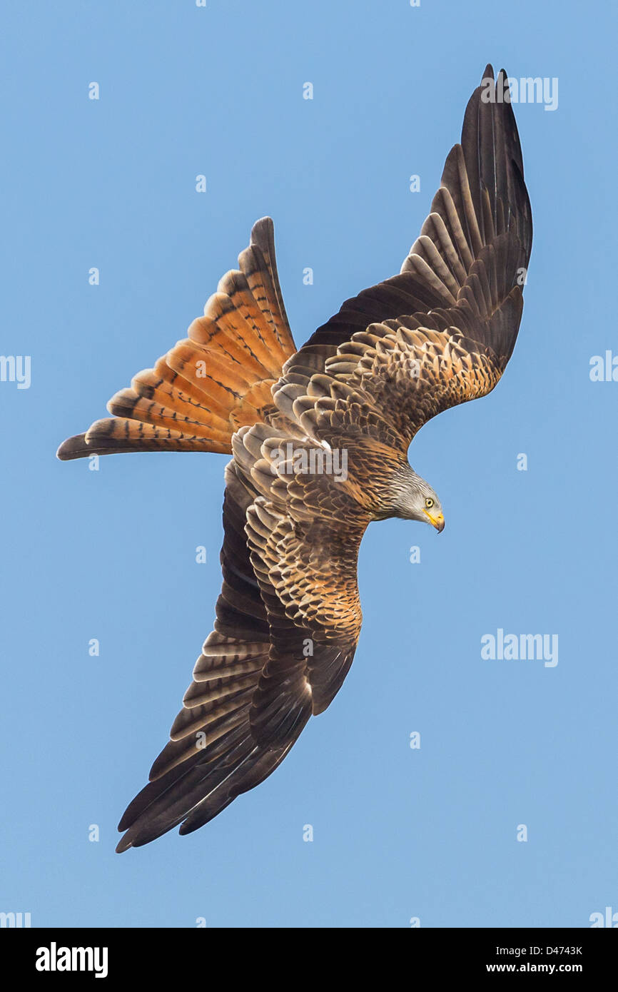 Red Kite (Milvus milvus) dives to ground against clean blue sky in Mid Wales. Stock Photo