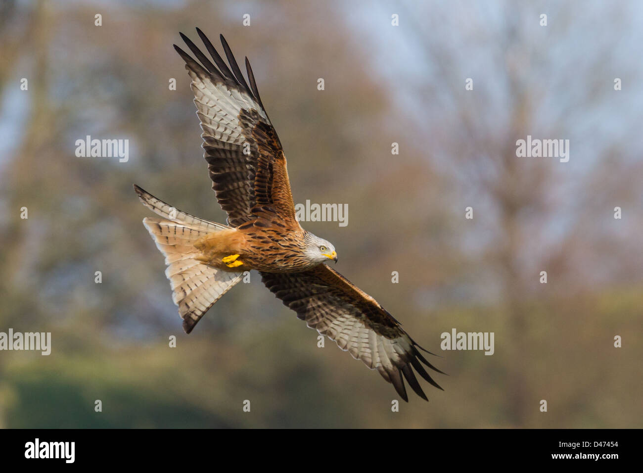 Red Kite, Milvus milvus, soars over the countryside in Wales Stock Photo