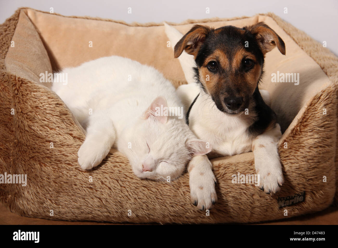 Domestic Cat Sleeping White Kitten 6 Month Old And Jack Russell Stock Photo Alamy