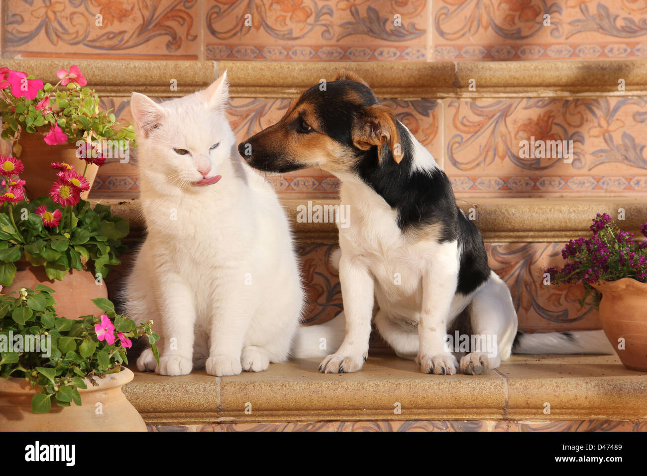 Domestic Cat White Kitten 6 Month Old And Jack Russell Terrier
