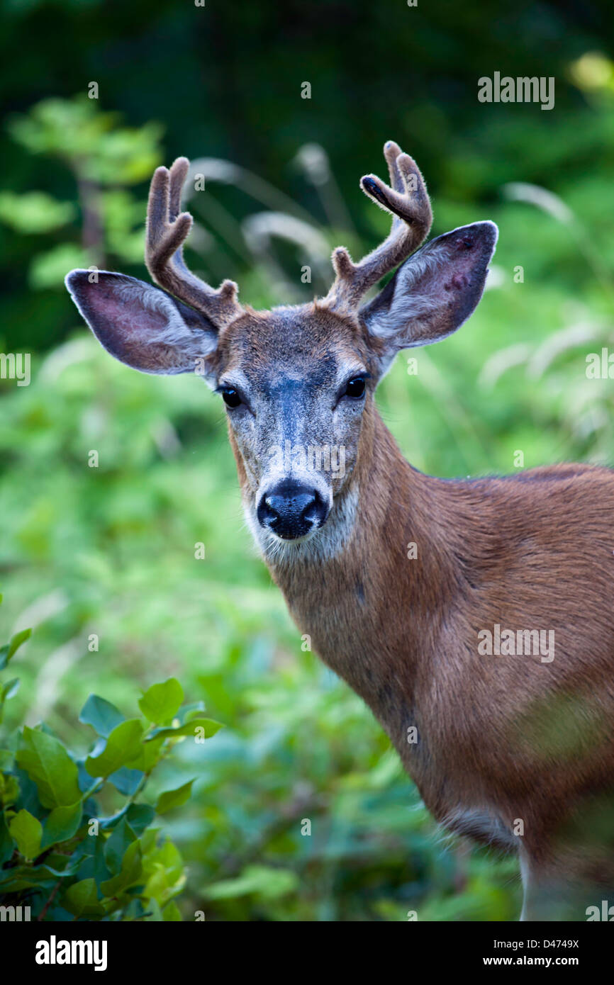 The mule deer or black-tailed deer, Odocoileus hemionus, British Columbia, Canada. Stock Photo
